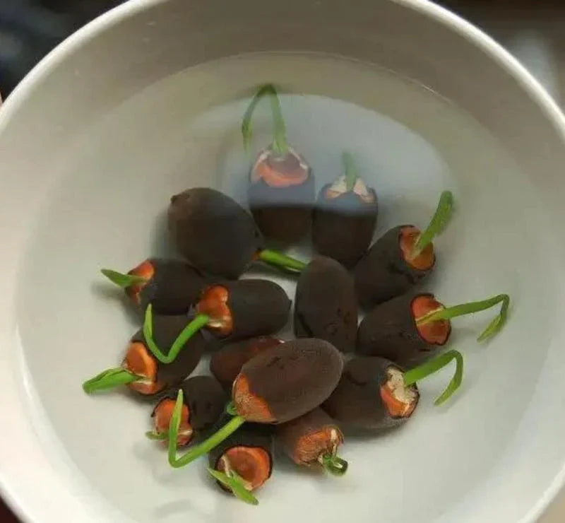 Μικτόχρωμοι Σπόροι Λωτού για Μπολ Bonsai 💐🌿